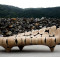 Chaise-Longue-in-Coulter-Pine-Wood-Log-C