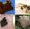best-animal-architects-0