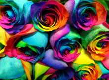 rainbow-roses-3